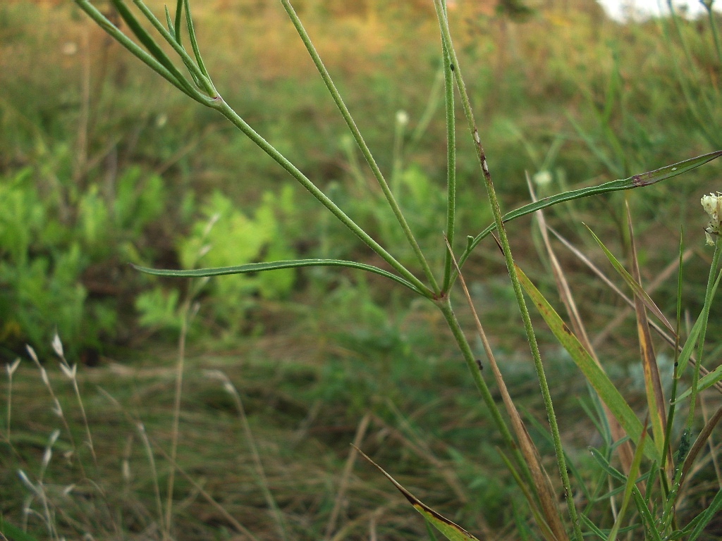 Image of Scabiosa ochroleuca specimen.