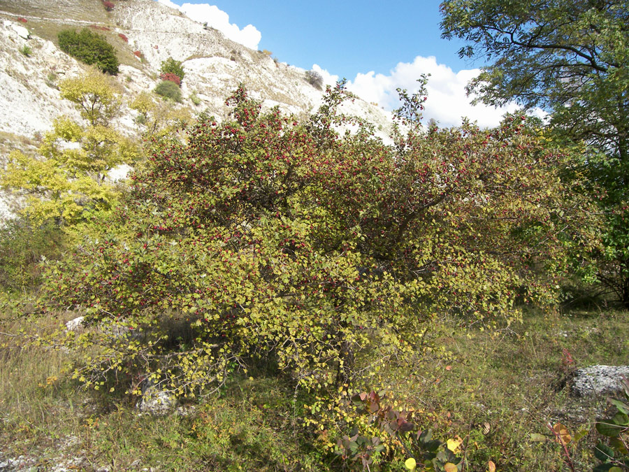 Изображение особи род Crataegus.