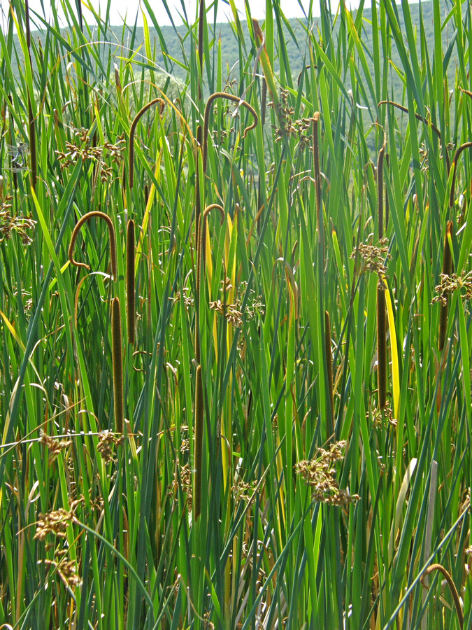 Image of Typha linnaei specimen.