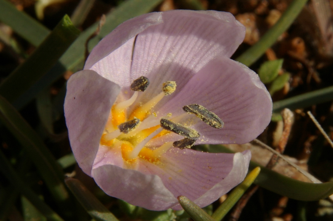 Изображение особи Colchicum triphyllum.