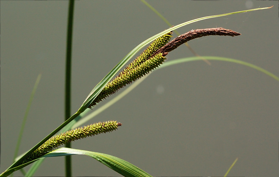 Image of Carex acuta specimen.