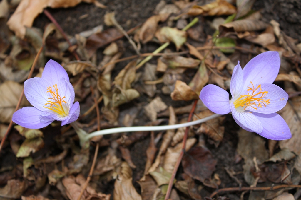 Изображение особи Crocus speciosus.