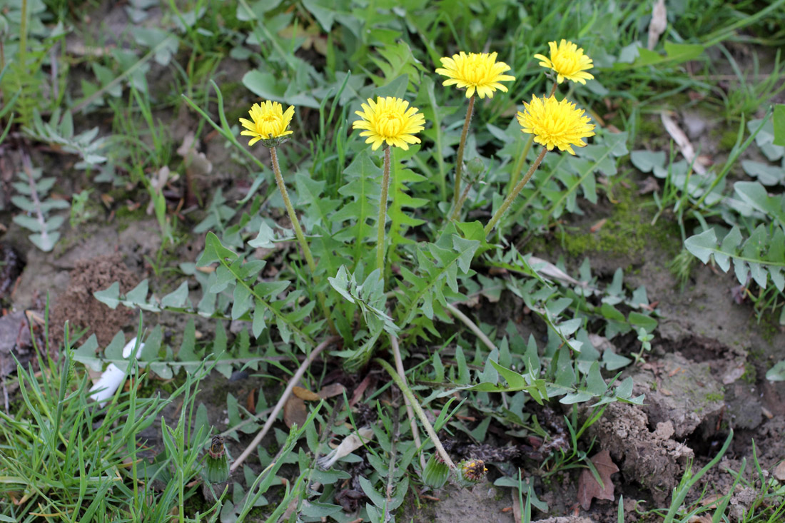 Image of Taraxacum juzepczukii specimen.