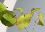 Epimedium × perralchicum. Листья. Германия г. Кемпен, в культуре. 12.04.2012.