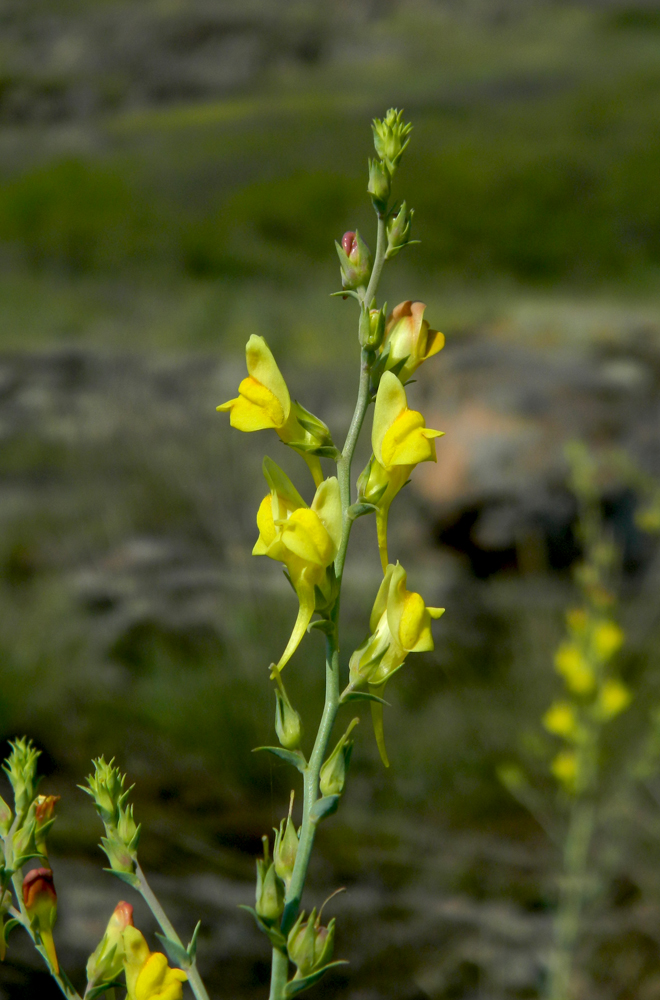 Image of Linaria genistifolia specimen.