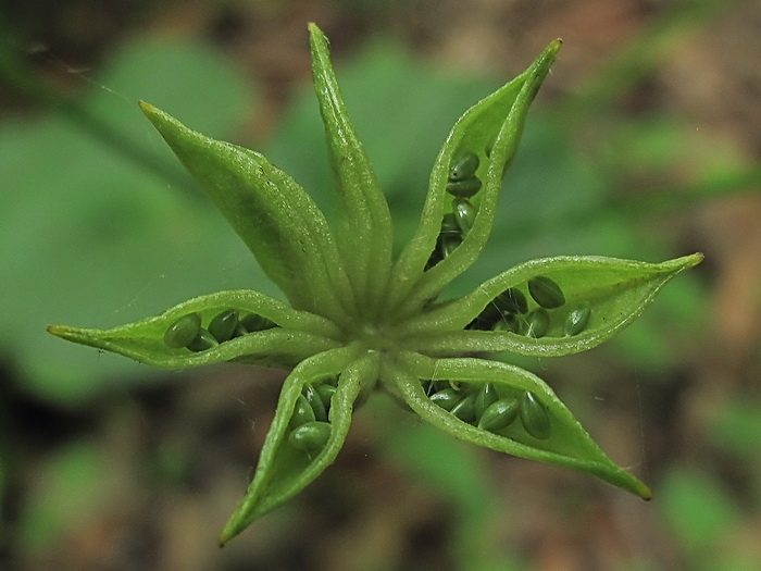 Изображение особи Caltha silvestris.