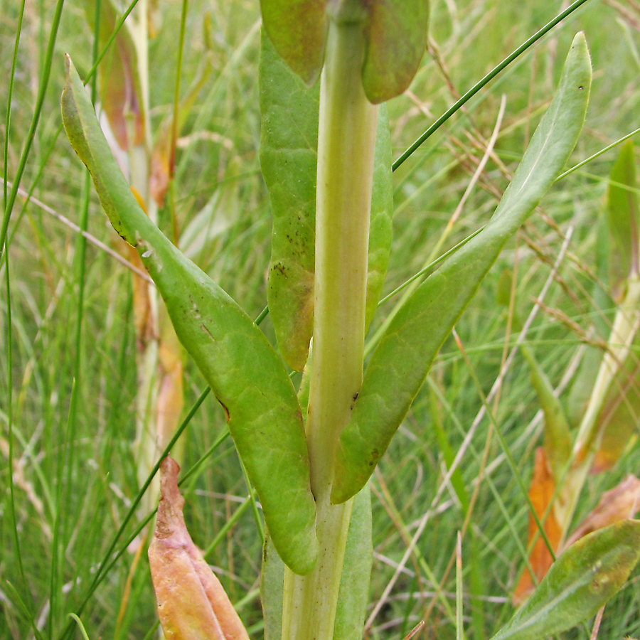 Изображение особи Isatis campestris.