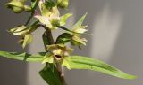 Epipactis helleborine. Средняя часть соцветия с раскрывшимися цветками. Германия, г. Кемпен, в лесопосадке. 26.07.2012.