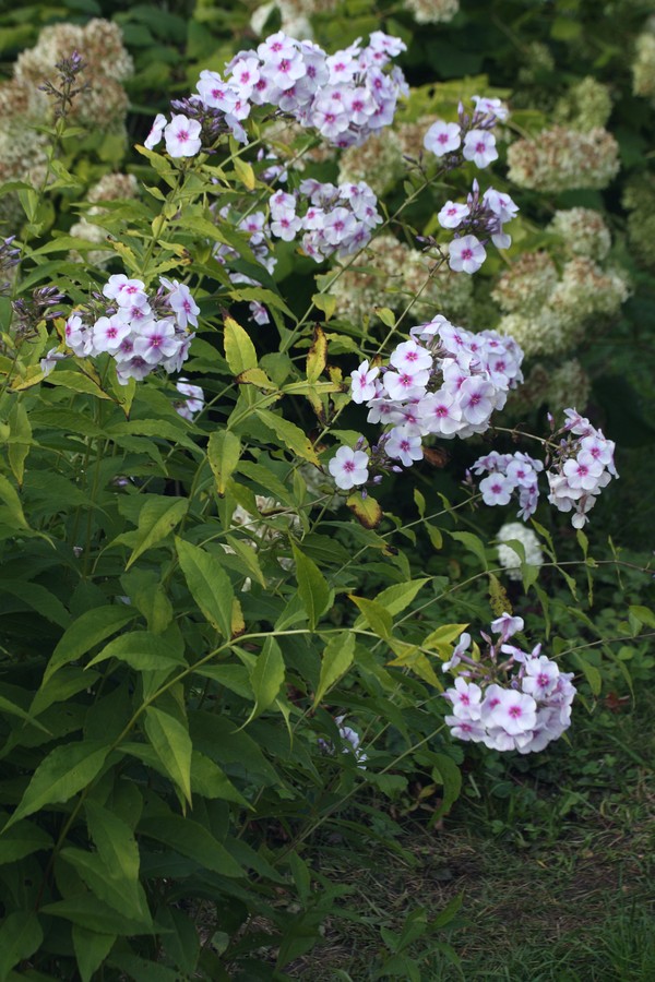 Image of Phlox paniculata specimen.