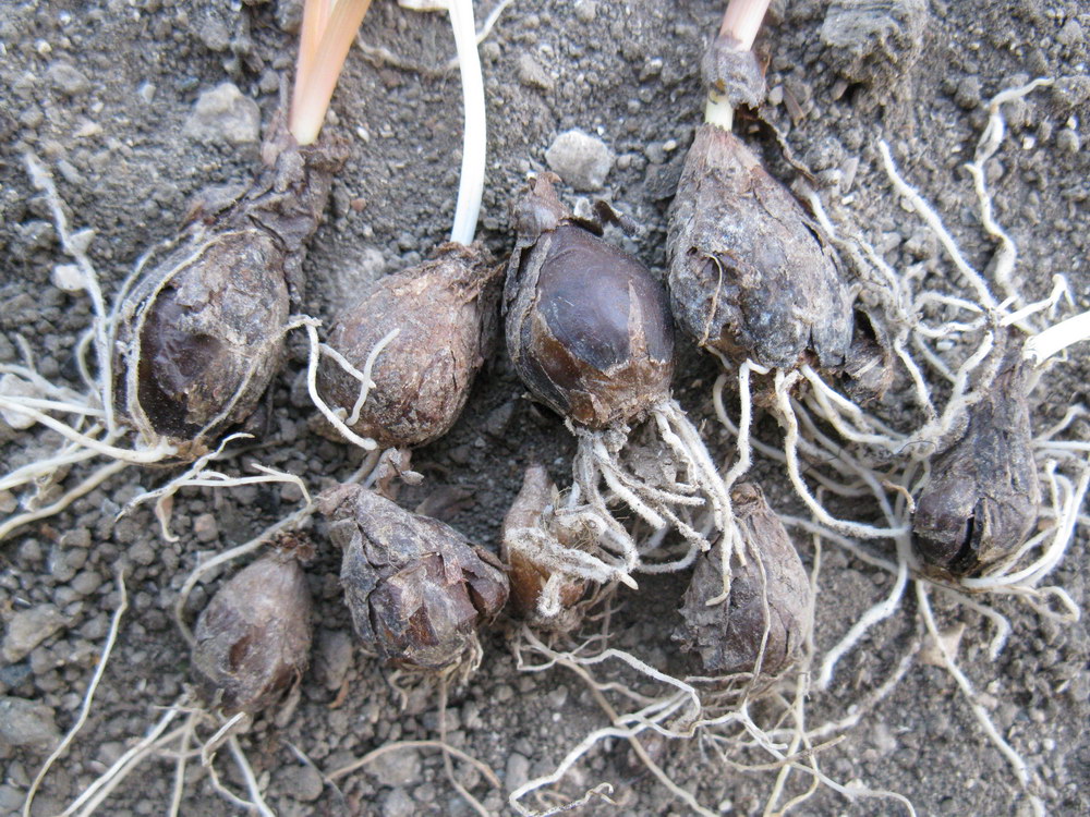 Image of Muscari neglectum specimen.