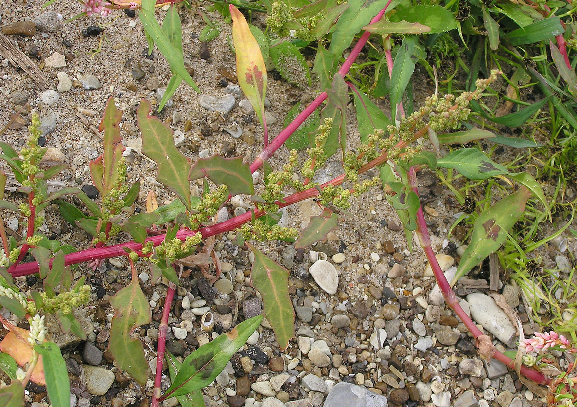 Image of Oxybasis glauca specimen.