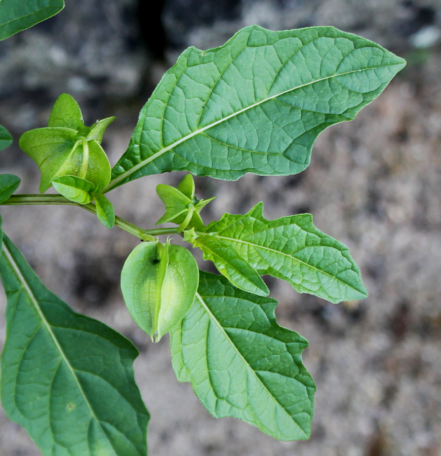 Image of Nicandra physalodes specimen.