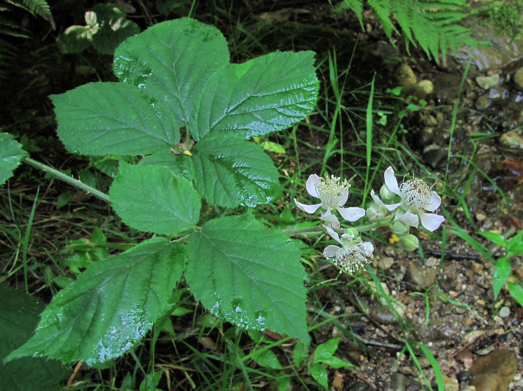 Изображение особи род Rubus.