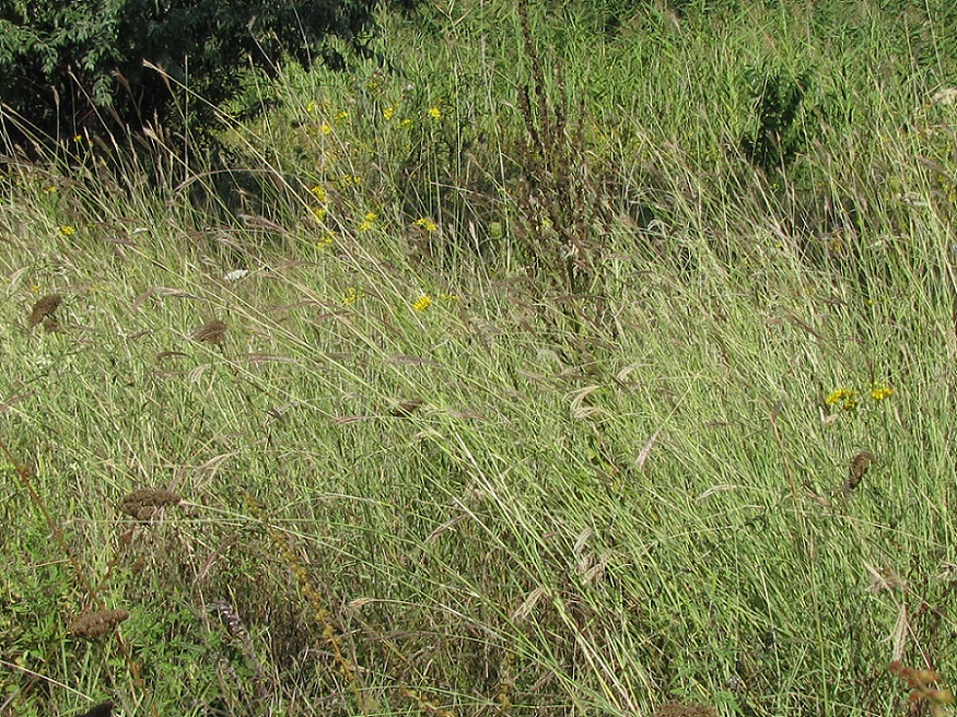 Image of Bothriochloa ischaemum specimen.