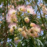 Albizia julibrissin. Соцветия. Испания, автономное сообщество Андалусия, провинция Кордова, город Кордова. 13.07.2012.