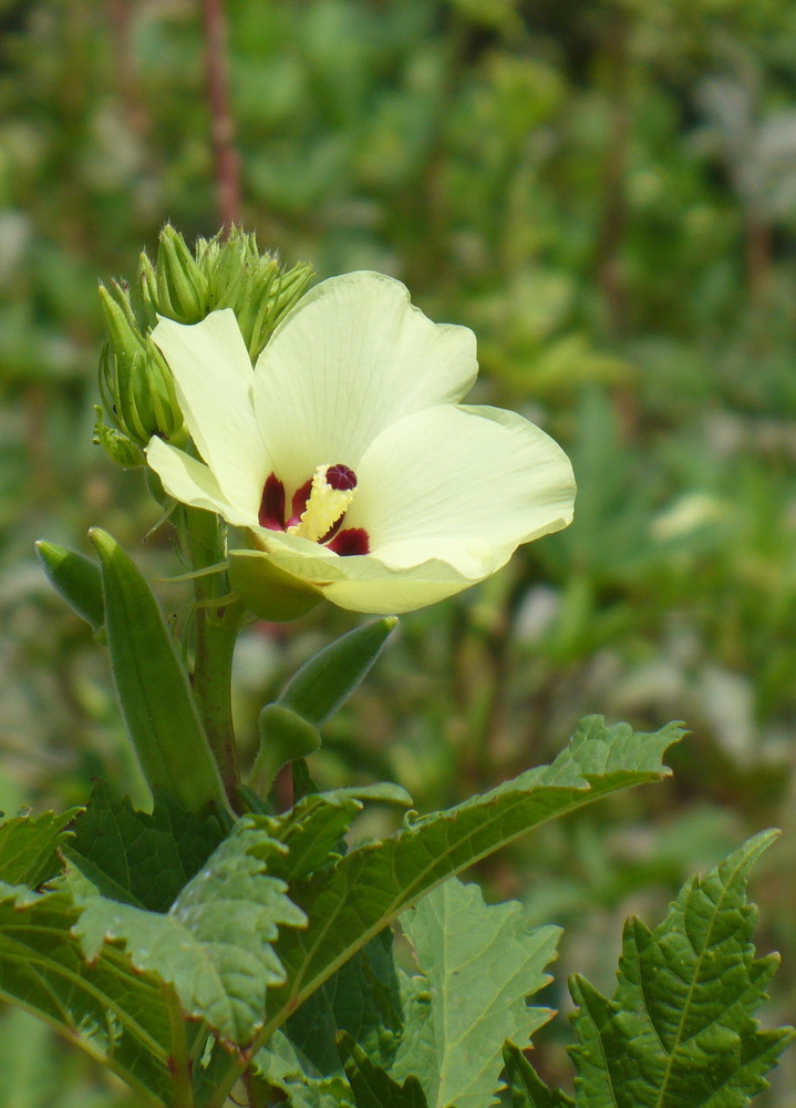 Изображение особи Hibiscus esculentus.