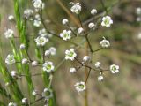 Gypsophila paniculata. Часть соцветия. Украина, г. Запорожье, о-в Хортица, песчаный участок. 09.06.2010.