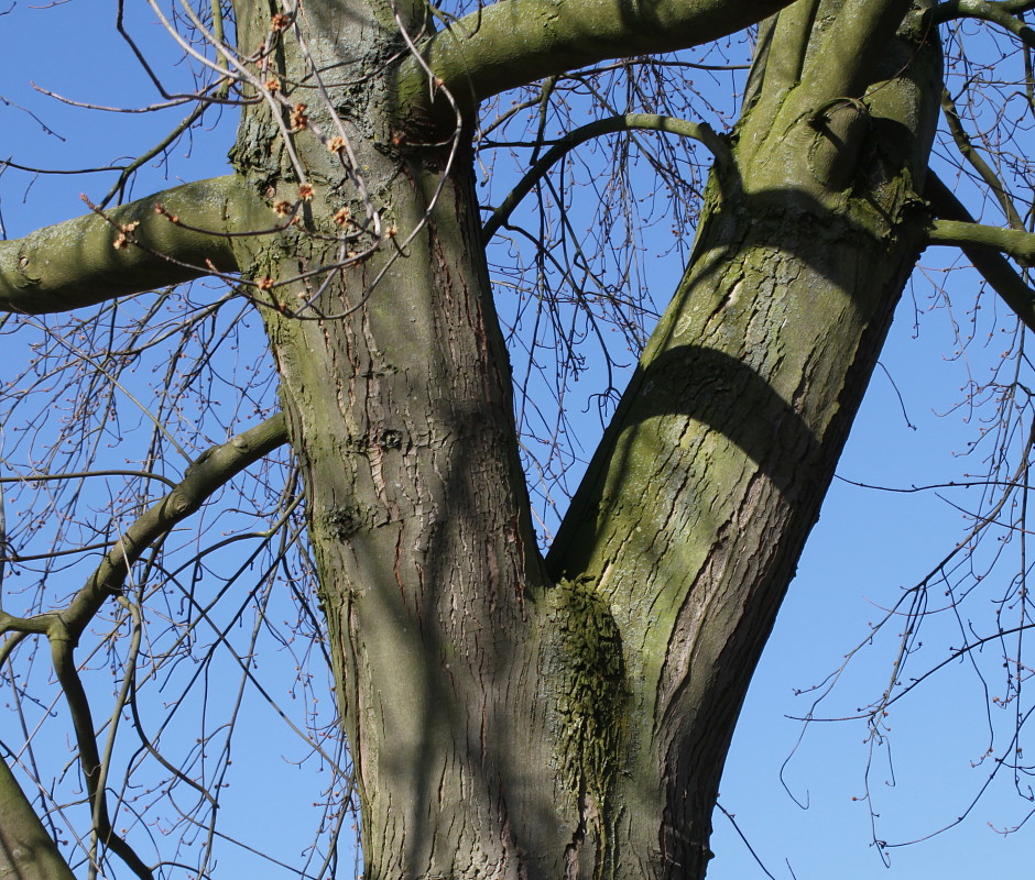 Image of Acer saccharinum specimen.