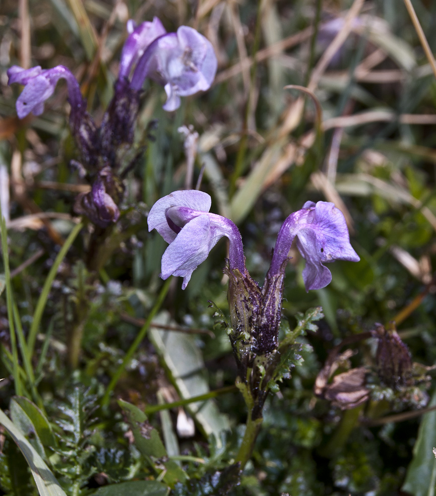 Image of Pedicularis rhinanthoides specimen.