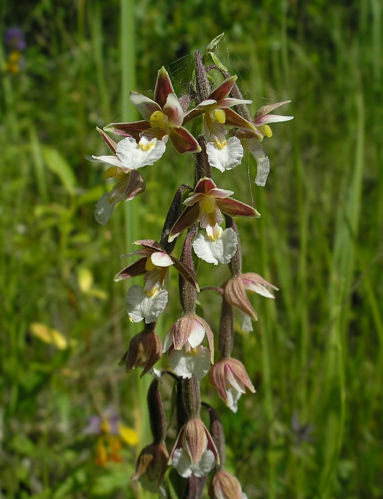 Изображение особи Epipactis palustris.