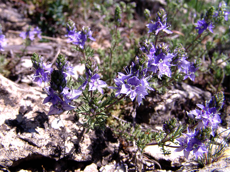 Image of Veronica multifida specimen.