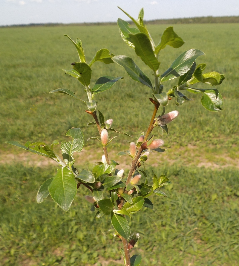 Image of Salix &times; eriophora specimen.