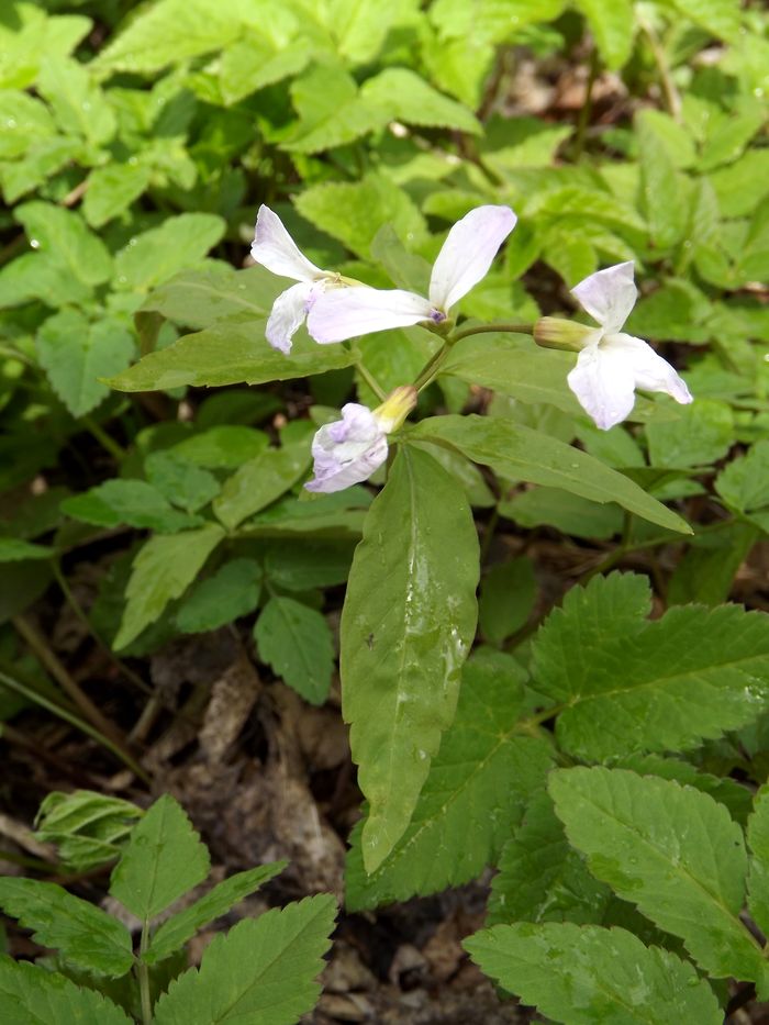 Image of Cardamine altaica specimen.