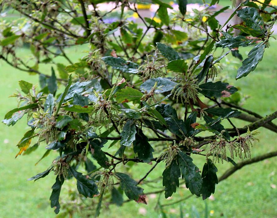 Изображение особи Quercus &times; hispanica.