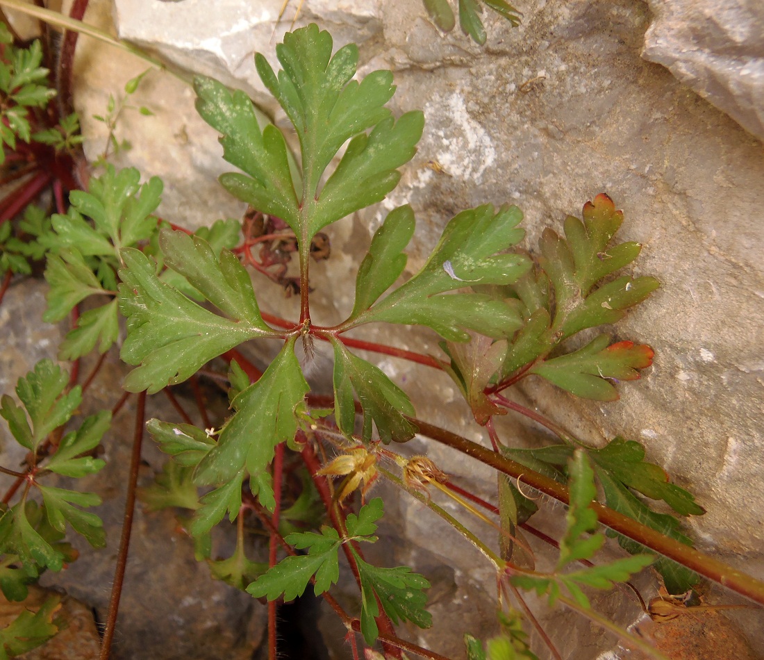 Image of Geranium robertianum specimen.