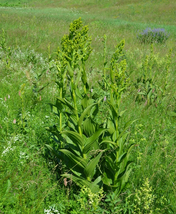 Изображение особи Veratrum lobelianum.