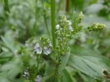 Veronica anagallis-aquatica