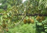 Durio zibethinus. Часть ветви дерева с плодами. Таиланд, национальный парк Си Пханг-нга. 20.06.2013.