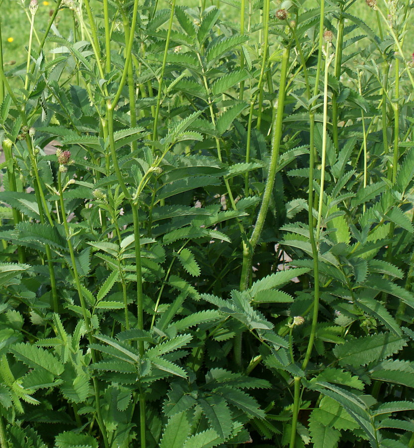 Image of Sanguisorba officinalis specimen.