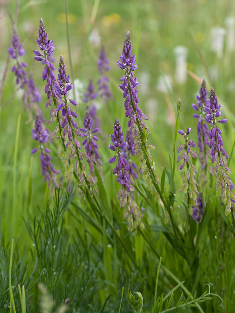 Image of Polygala comosa specimen.