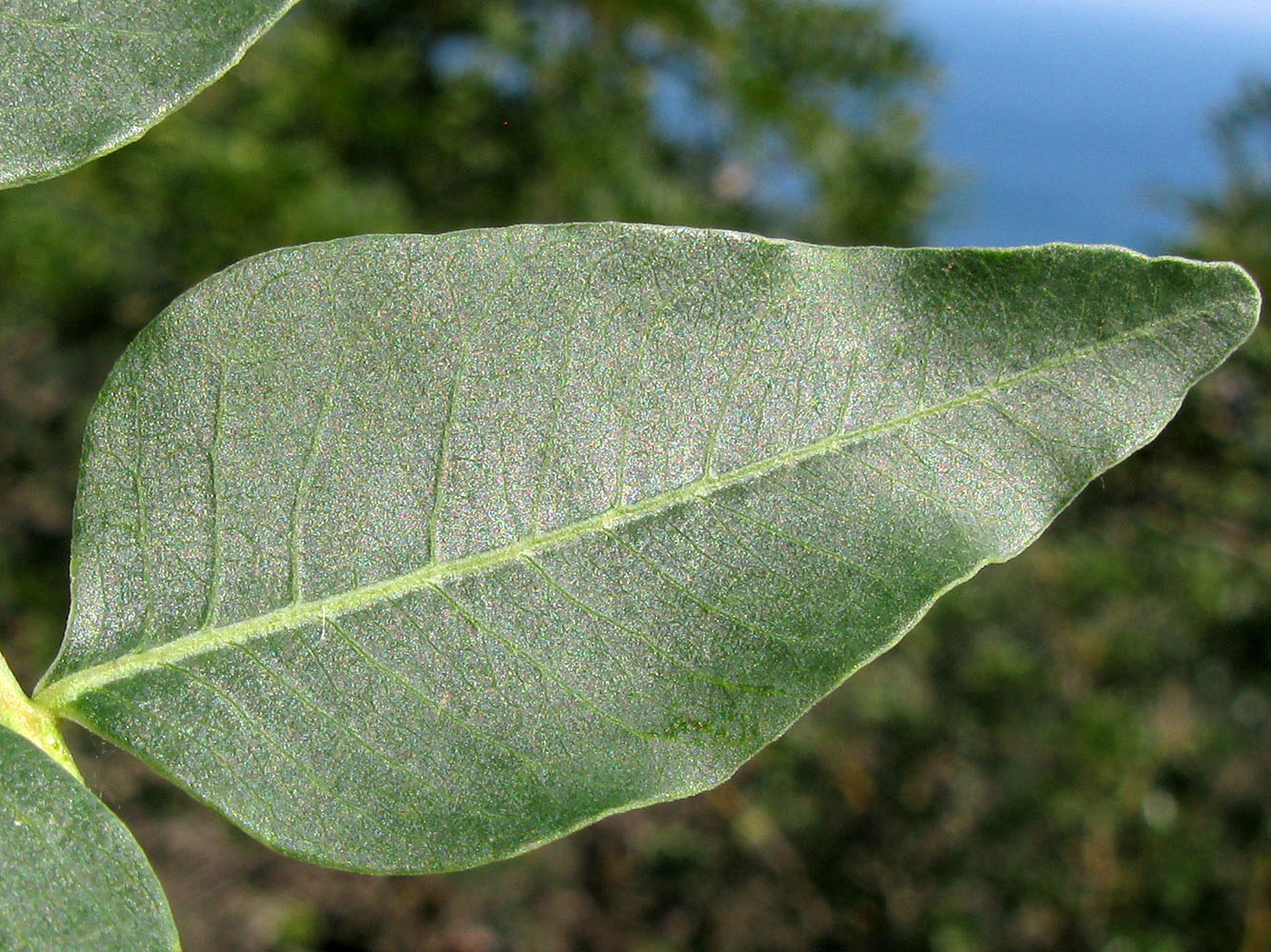 Image of Pistacia mutica specimen.