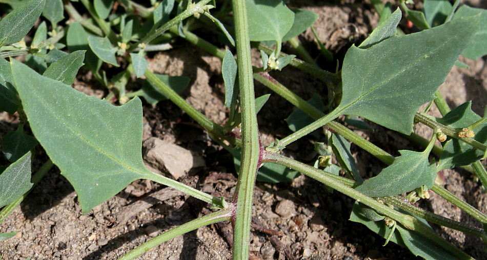 Image of Atriplex prostrata specimen.