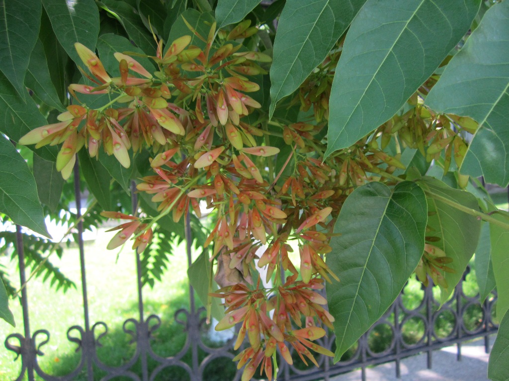 Image of Ailanthus altissima specimen.