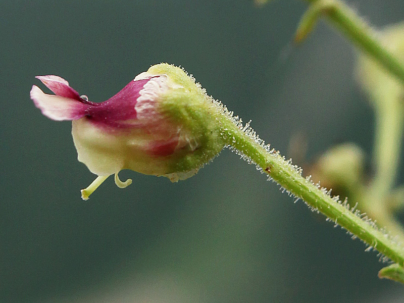 Image of Scrophularia olympica specimen.