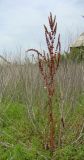 Rumex stenophyllus. Плодоносящее растение на пустыре. Краснодарский край, Кущёвский р-н, станица Шкуринская. 30.06.2009.