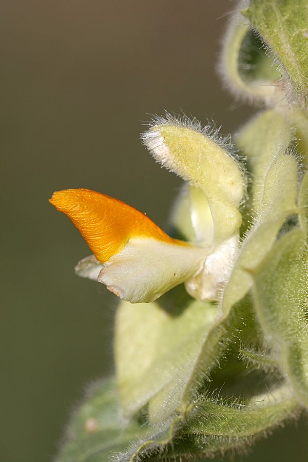 Image of Eremostachys isochila specimen.