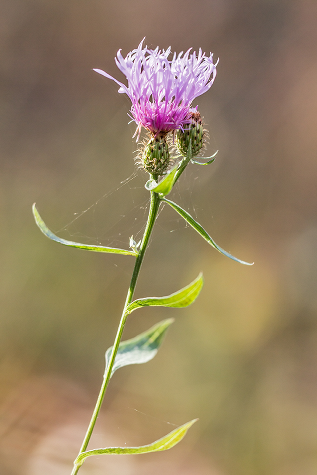 Image of Centaurea salicifolia specimen.