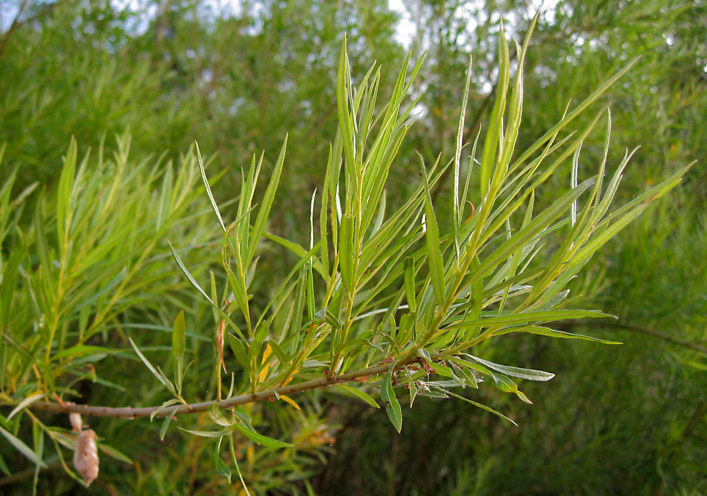 Ива прутовидная корзиночная Salix viminalis