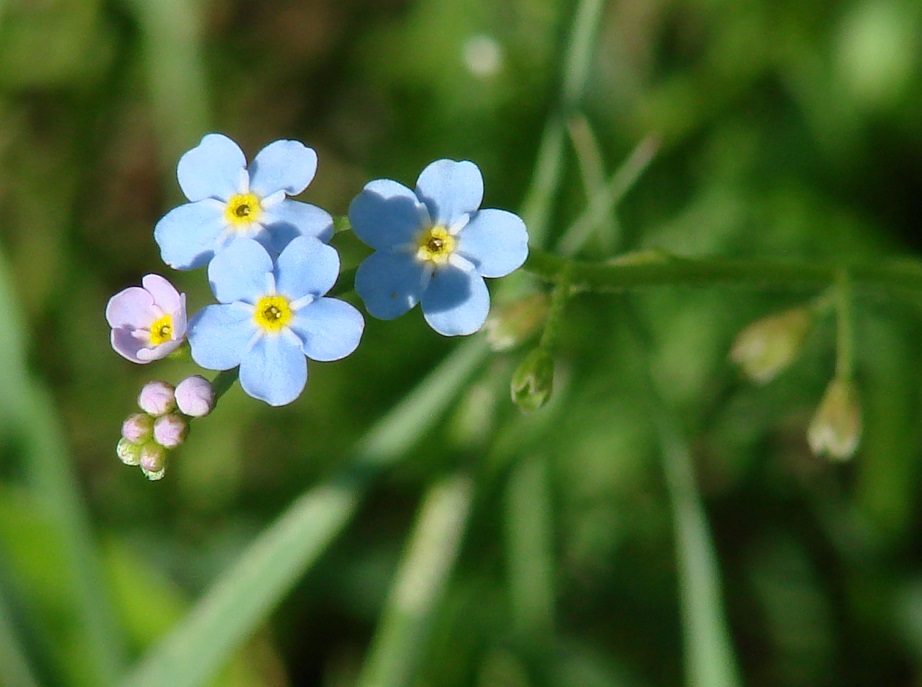 Image of Myosotis palustris specimen.