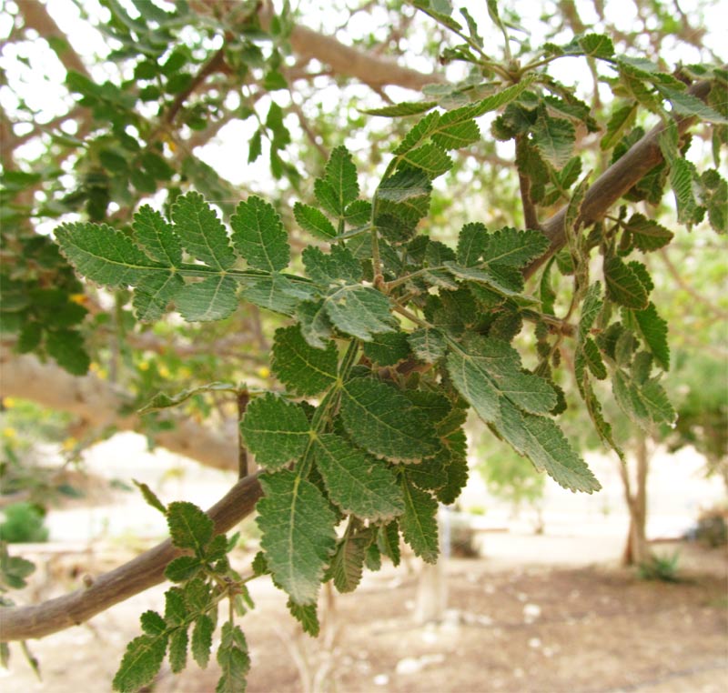 Image of familia Burseraceae specimen.