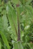 Crepis vesicaria