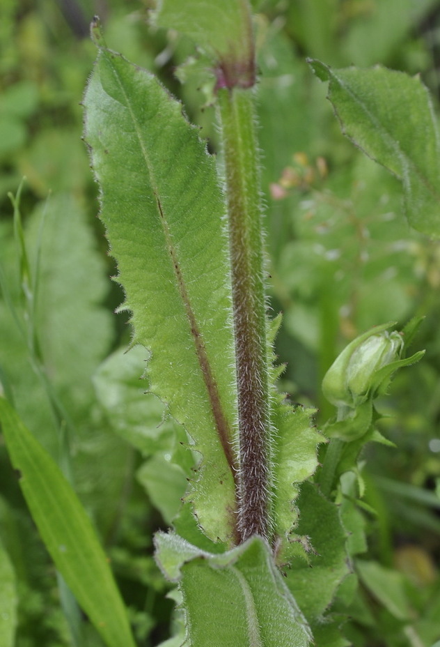 Image of Crepis vesicaria specimen.