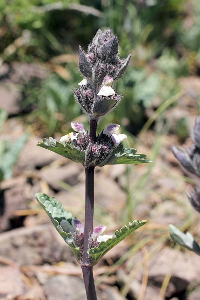 Изображение особи Phlomoides angreni.