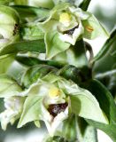 Epipactis condensata