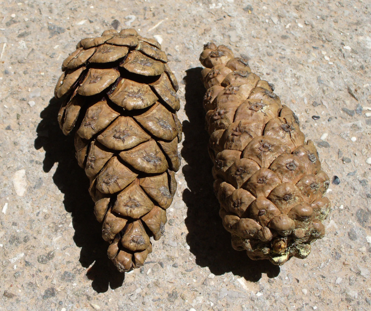 Image of Pinus pallasiana specimen.