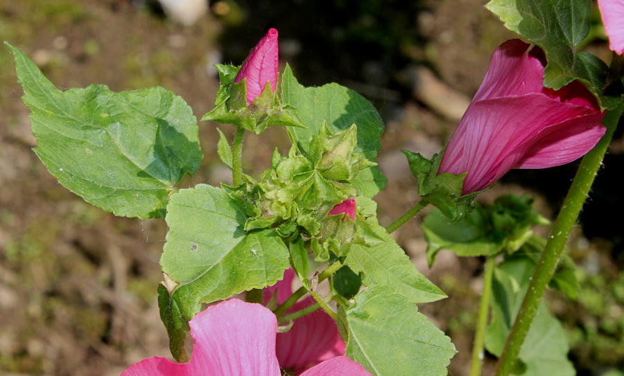 Image of Malva trimestris specimen.